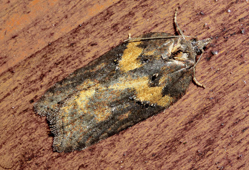 16 Tortricidae - Acleris hastiana